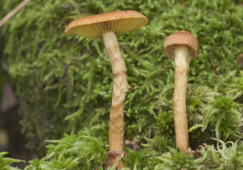 Cortinarius bataillei